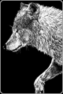 Two-Images, Scratchboard